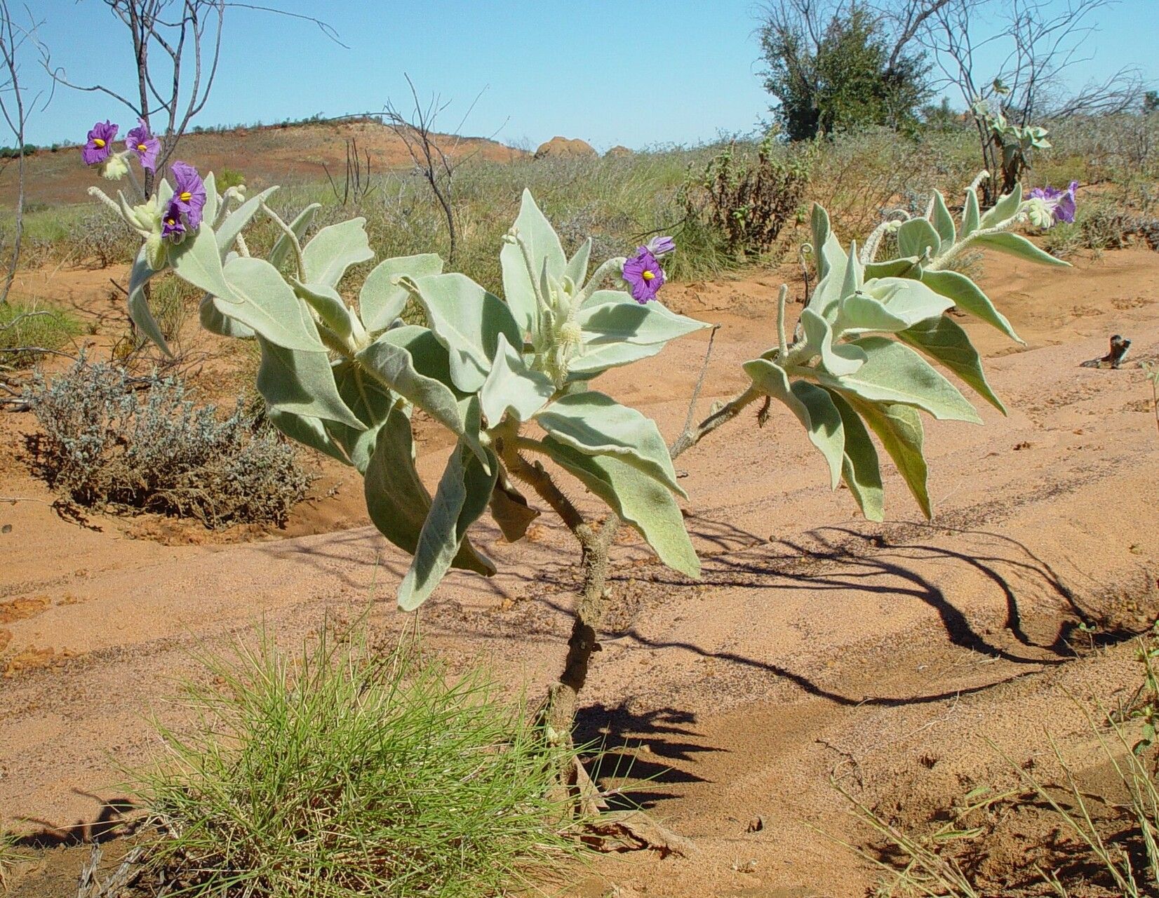Solanum beaugleholei habit