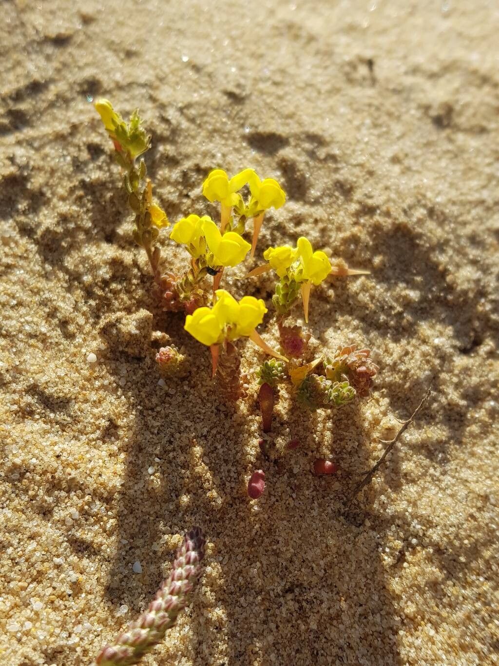 Linaria ficalhoana flower