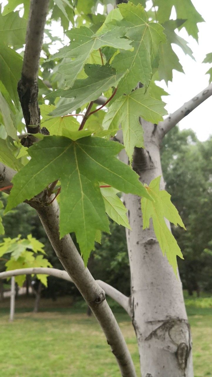 Acer × freemanii bark