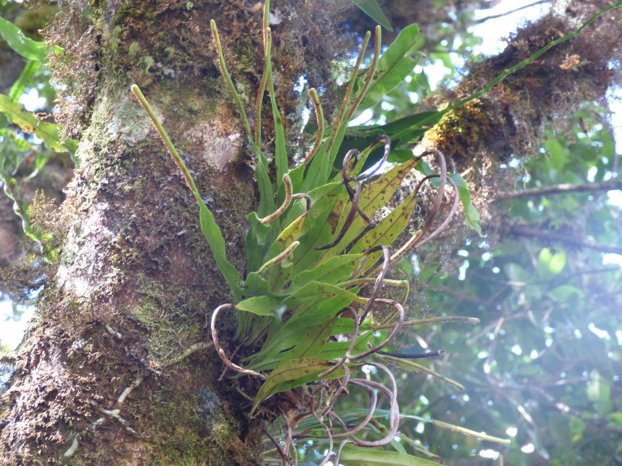 Lepisorus spicatus habit