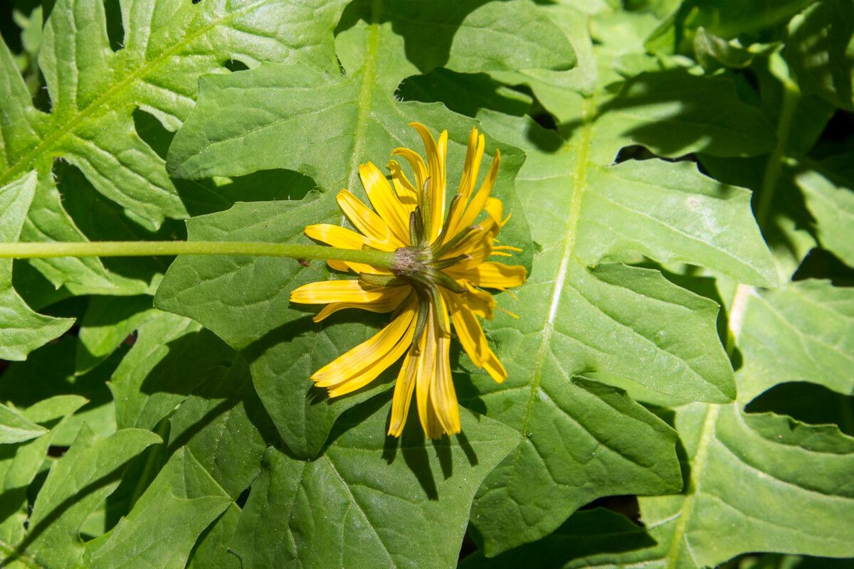 Aposeris foetida flower