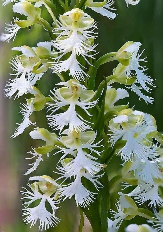 Platanthera leucophaea — search result for 'Platanthera'