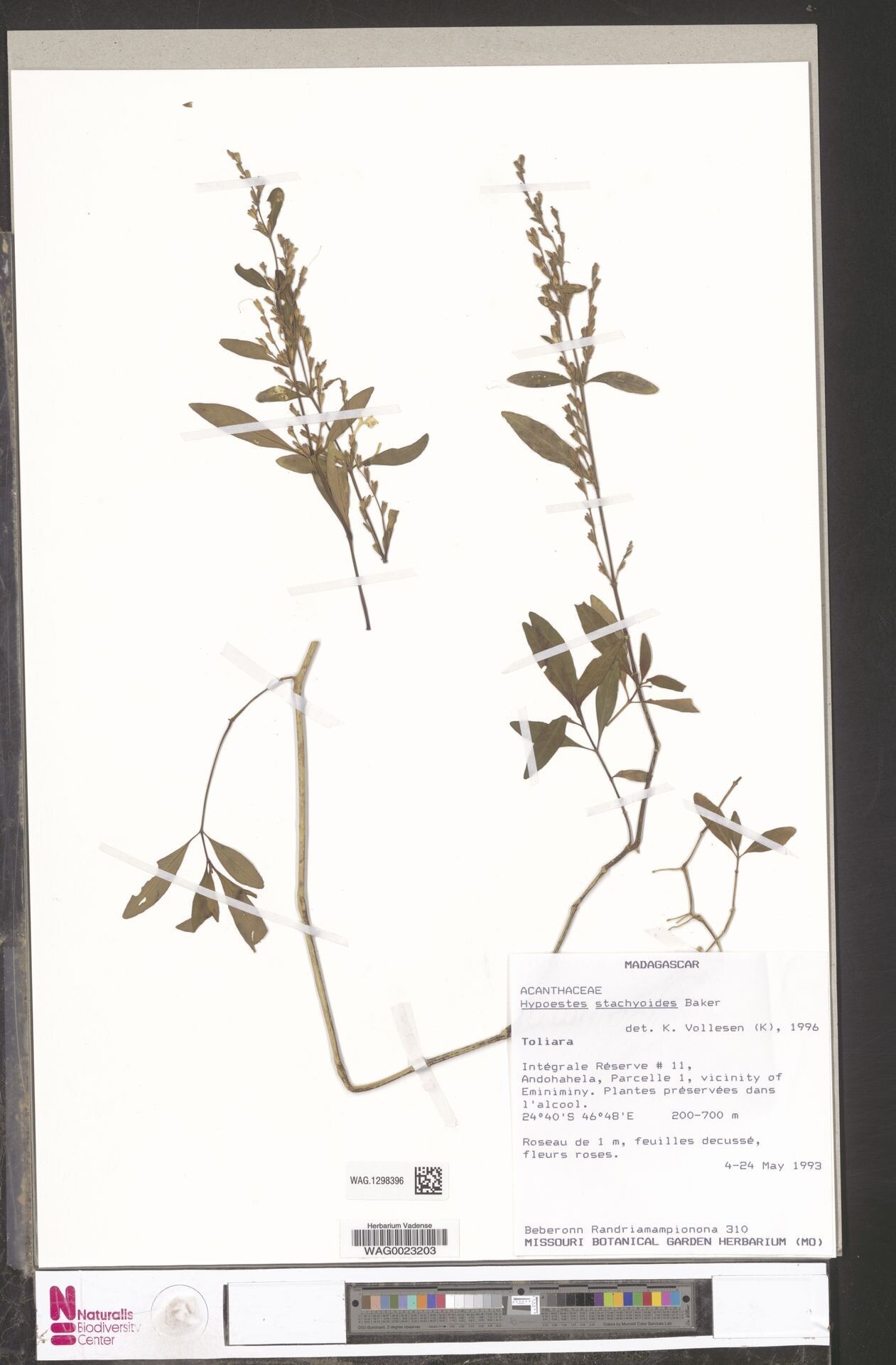 Hypoestes stachyoides — houseplant care guide