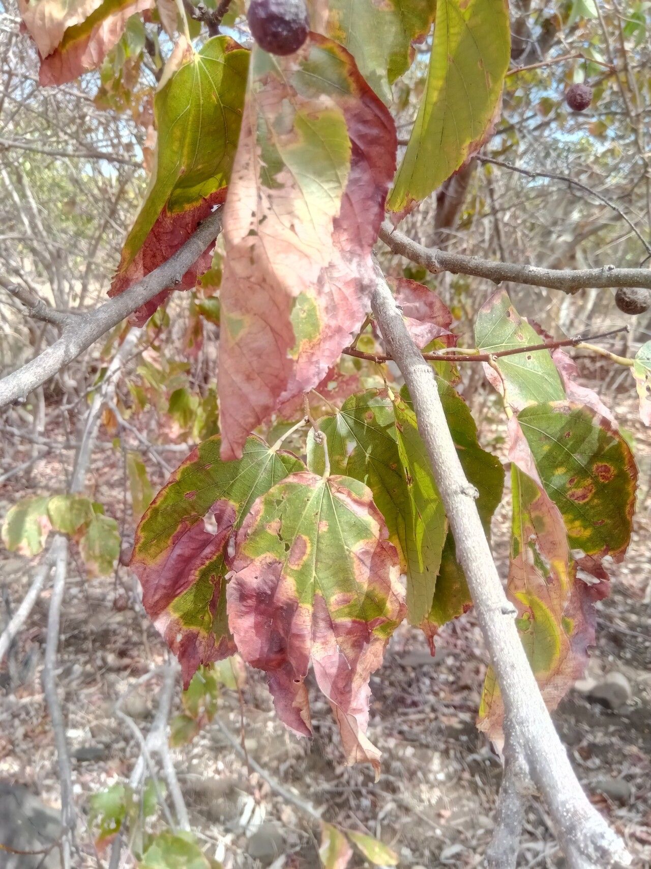 Grewia suarezensis — search result for 'Grewia'