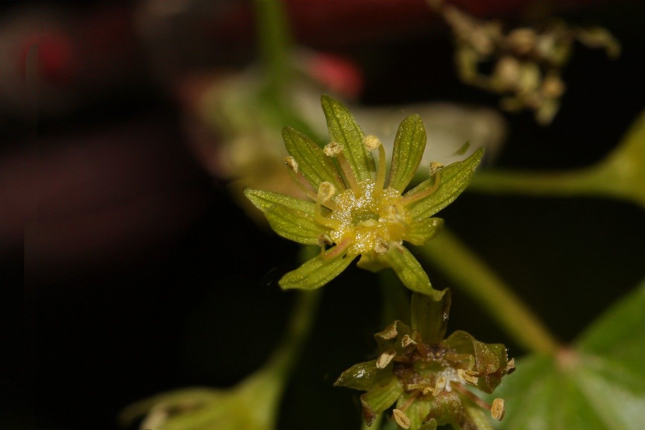 Acer glabrum flower
