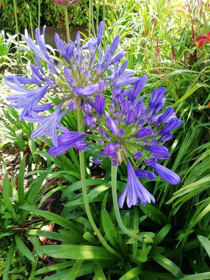 Agapanthus campanulatus flower