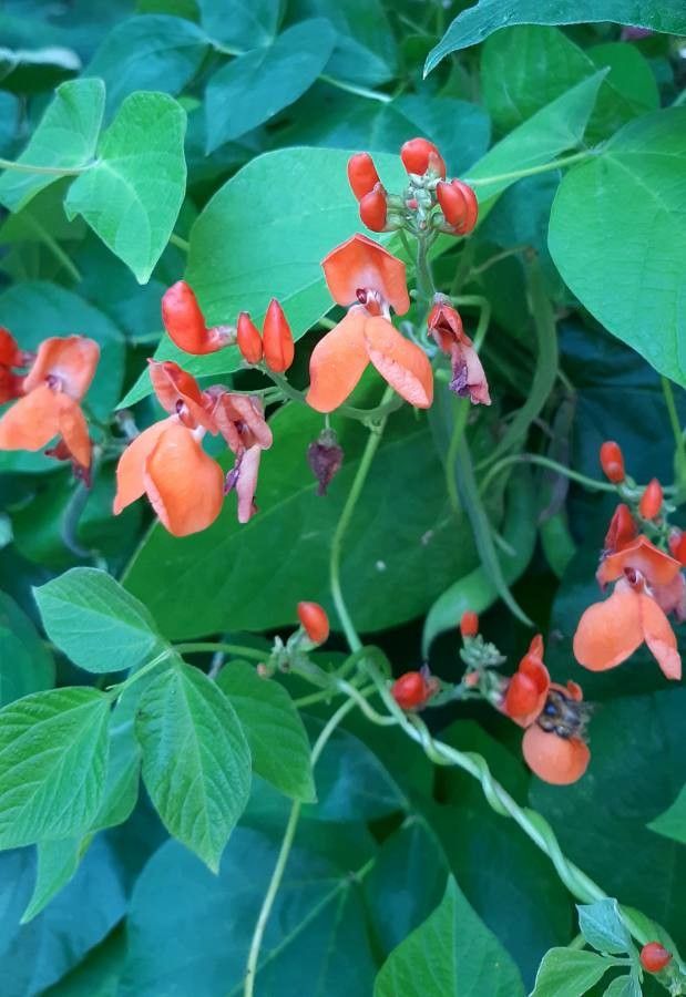 Phaseolus coccineus flower