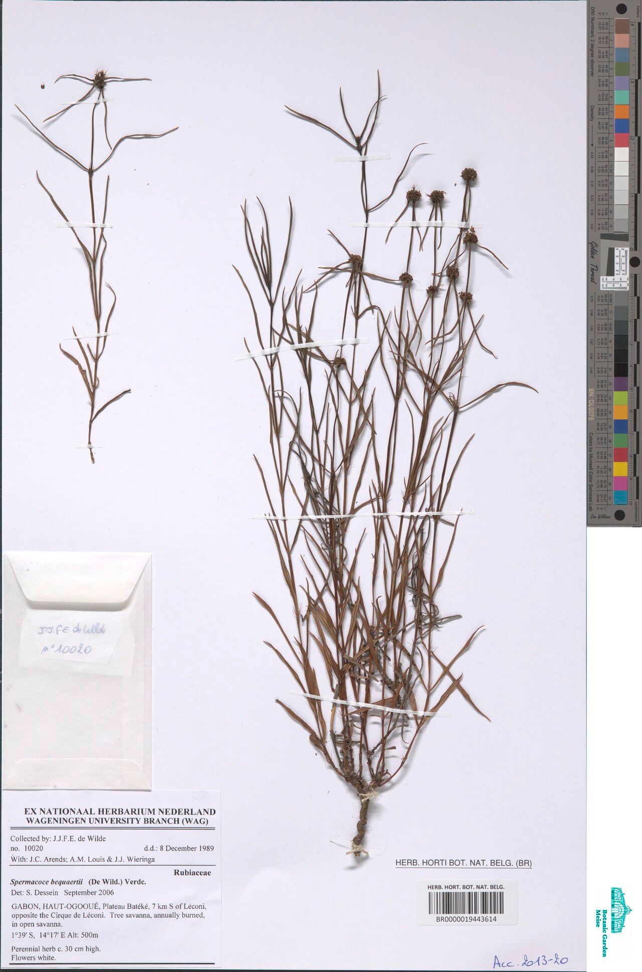 Spermacoce bequaertii — houseplant care guide