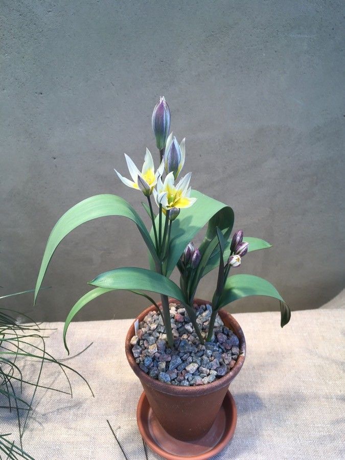 Tulipa bifloriformis habit