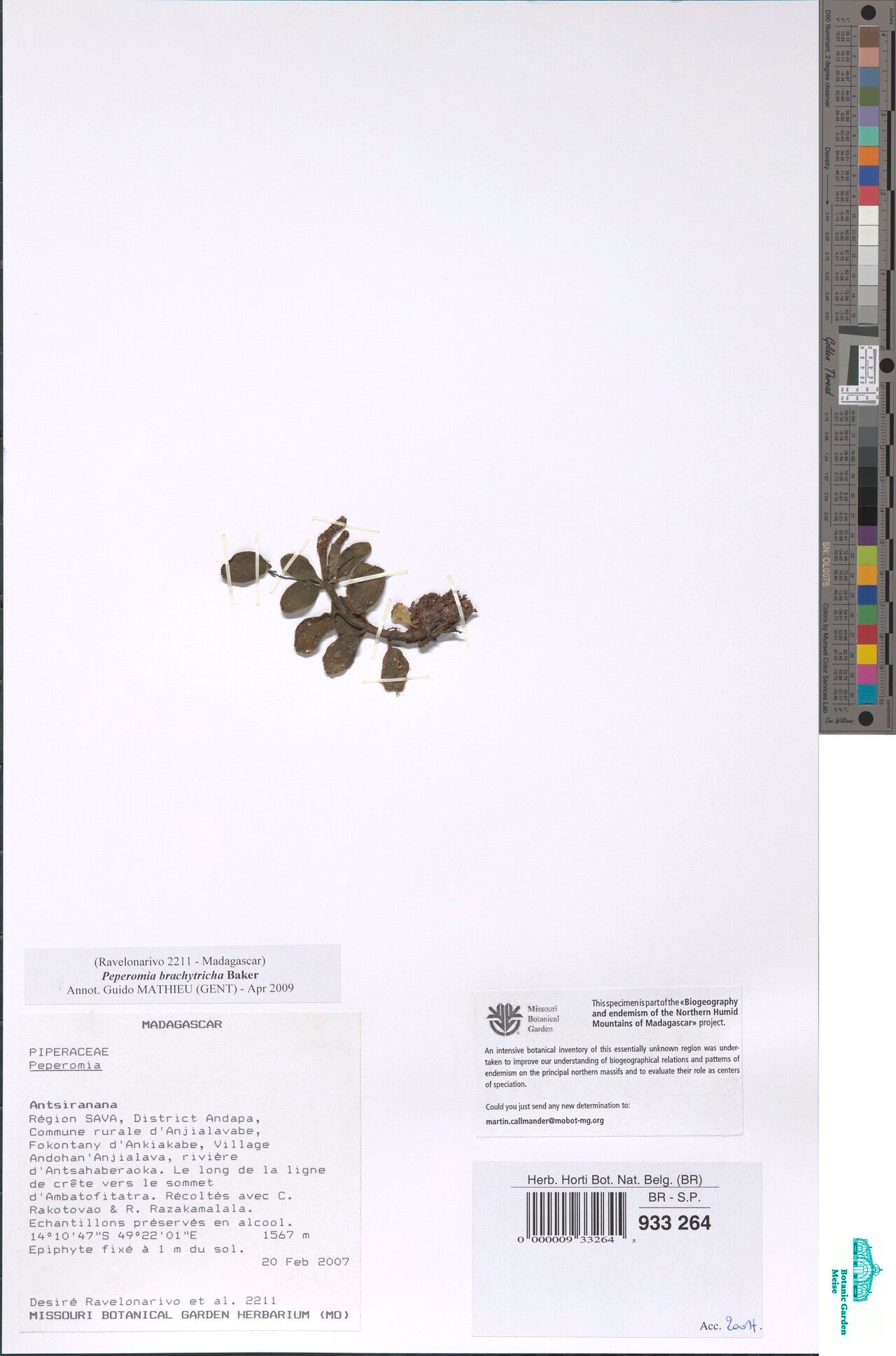 Peperomia brachytricha — houseplant care guide