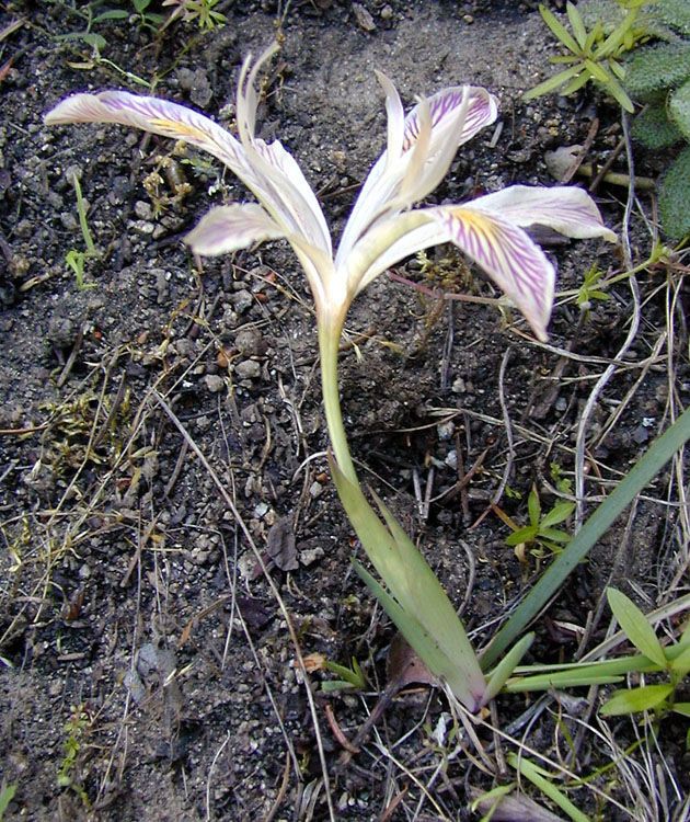 Iris chrysophylla habit