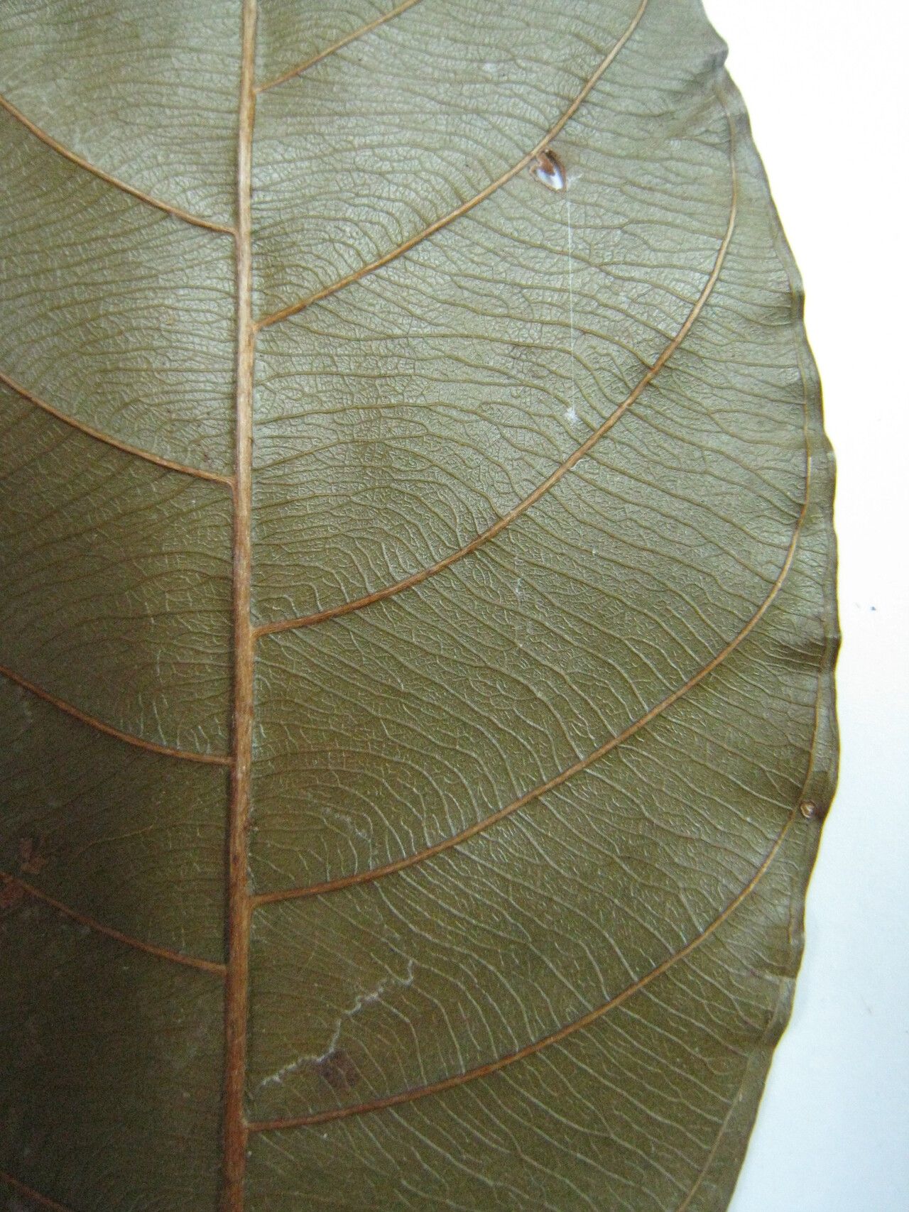 Chrysophyllum cuneifolium other