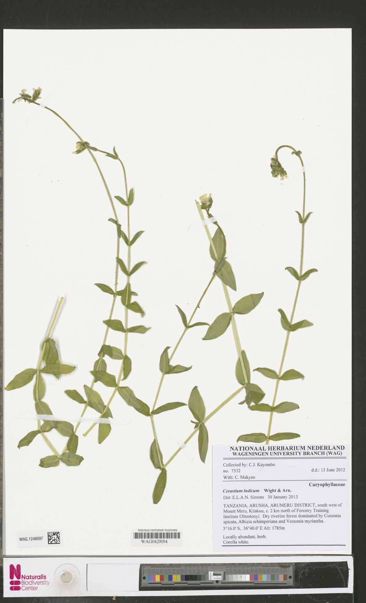 Cerastium lanceolatum — houseplant care guide