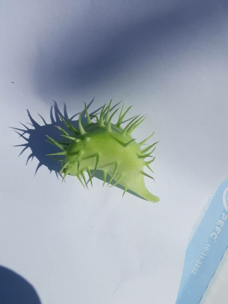 Cyclanthera brachystachya fruit