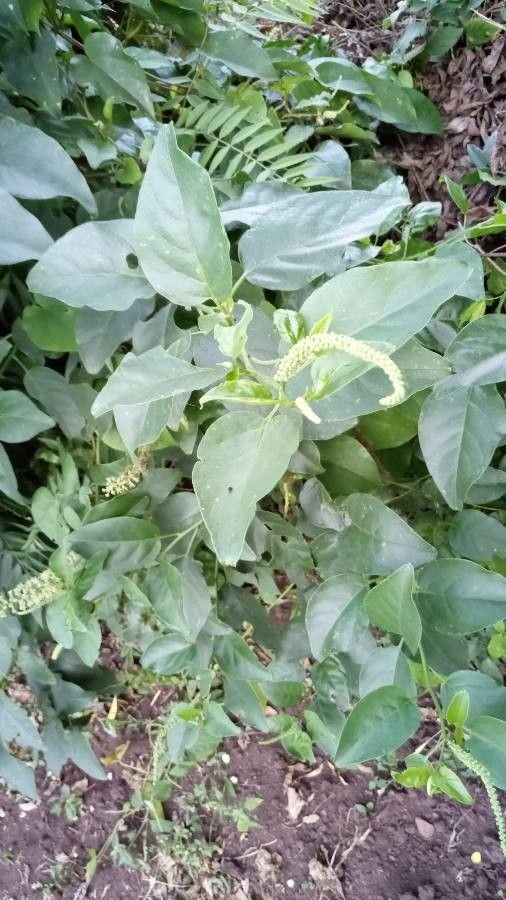 Phytolacca dodecandra leaf