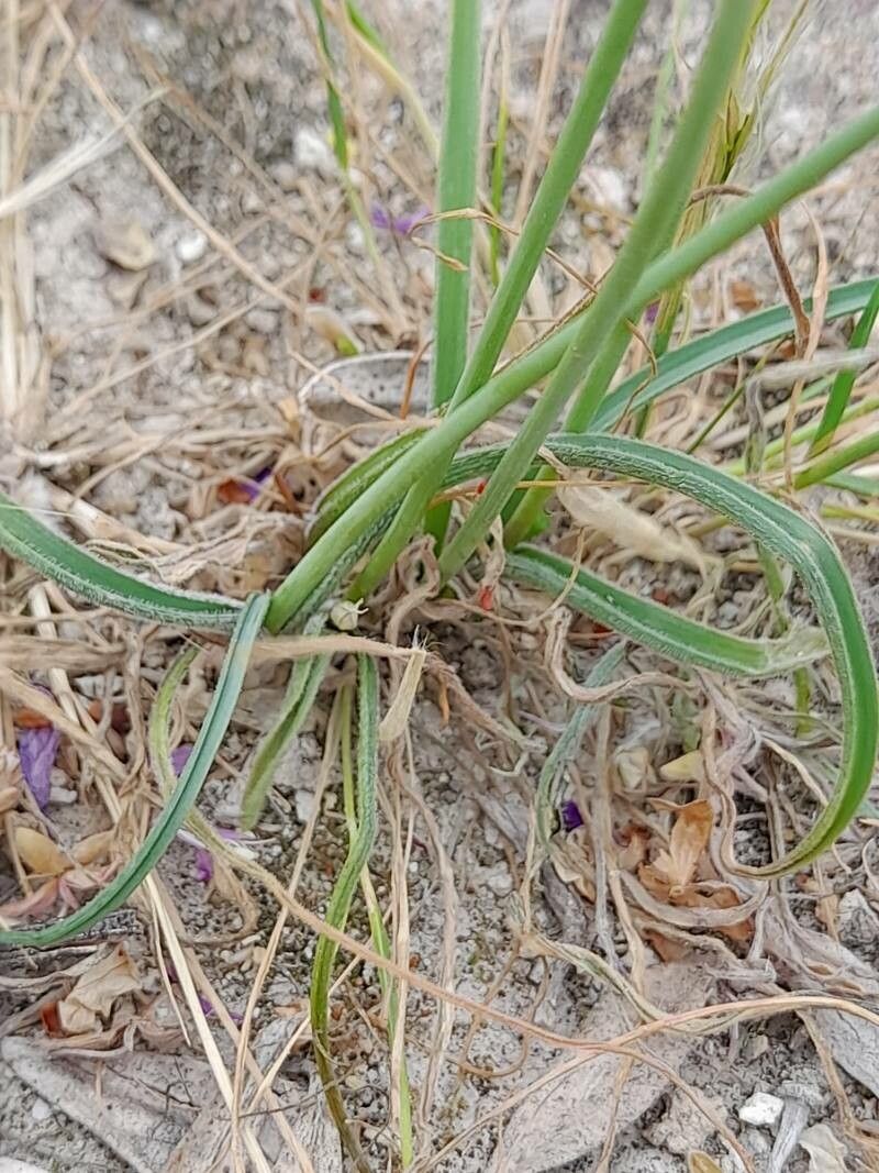 Allium longisepalum leaf