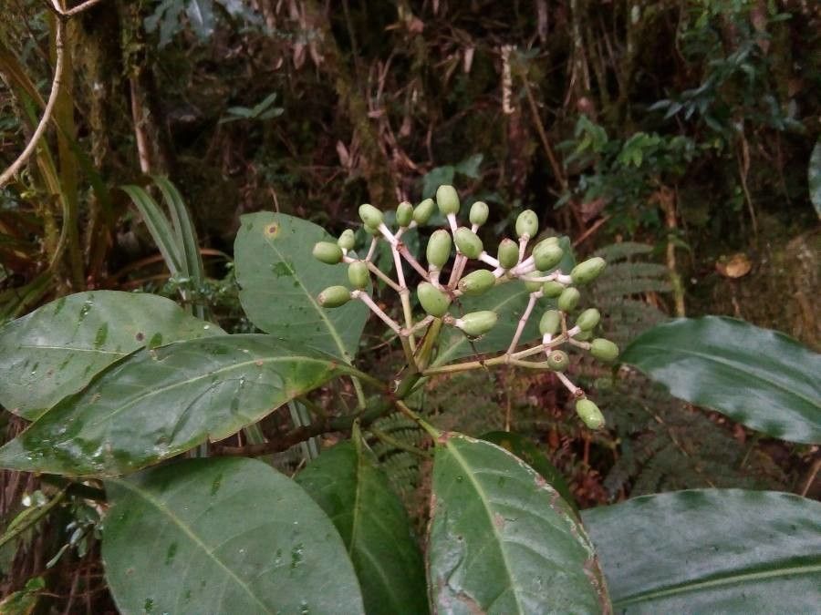 Chassalia corallioides fruit