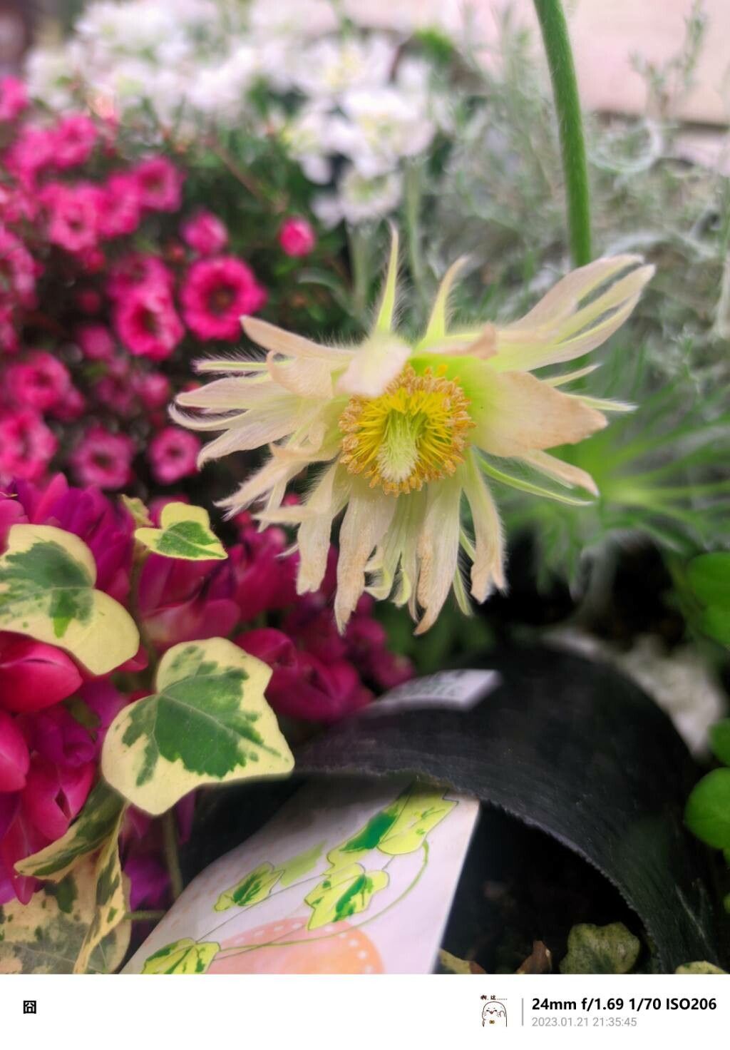 Pulsatilla cernua — related species from the same genus