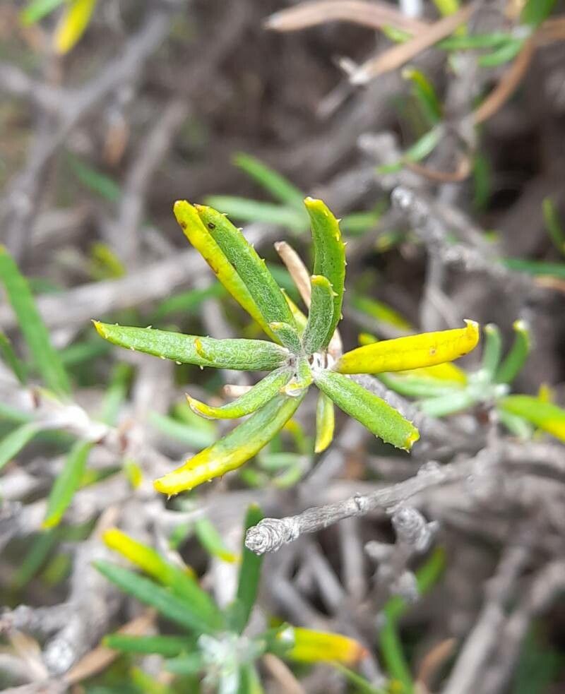 Senecio subulatus — houseplant care guide