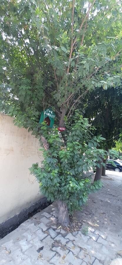 Calliandra callistemon — related species from the same genus