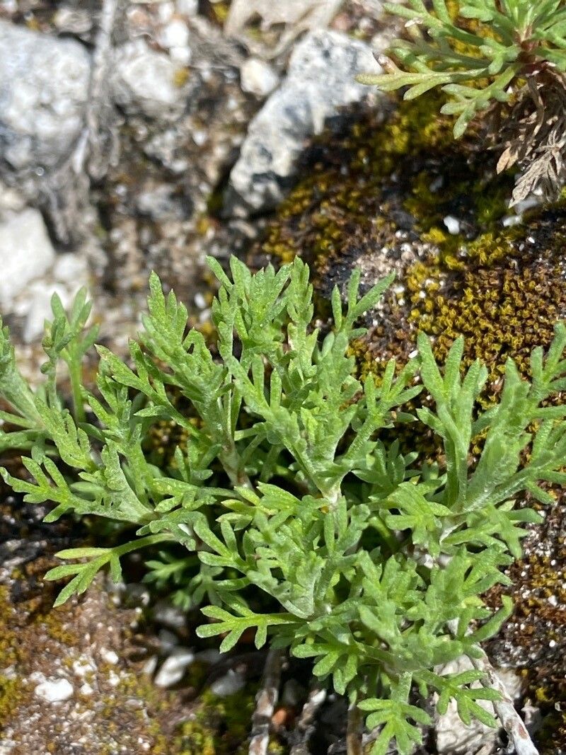 Achillea lucana — search result for 'Achillea'