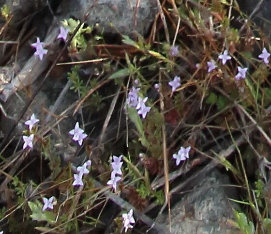 Houstonia pusilla flower