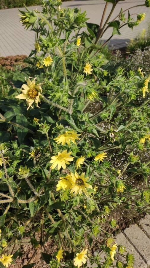 Silphium mohrii habit