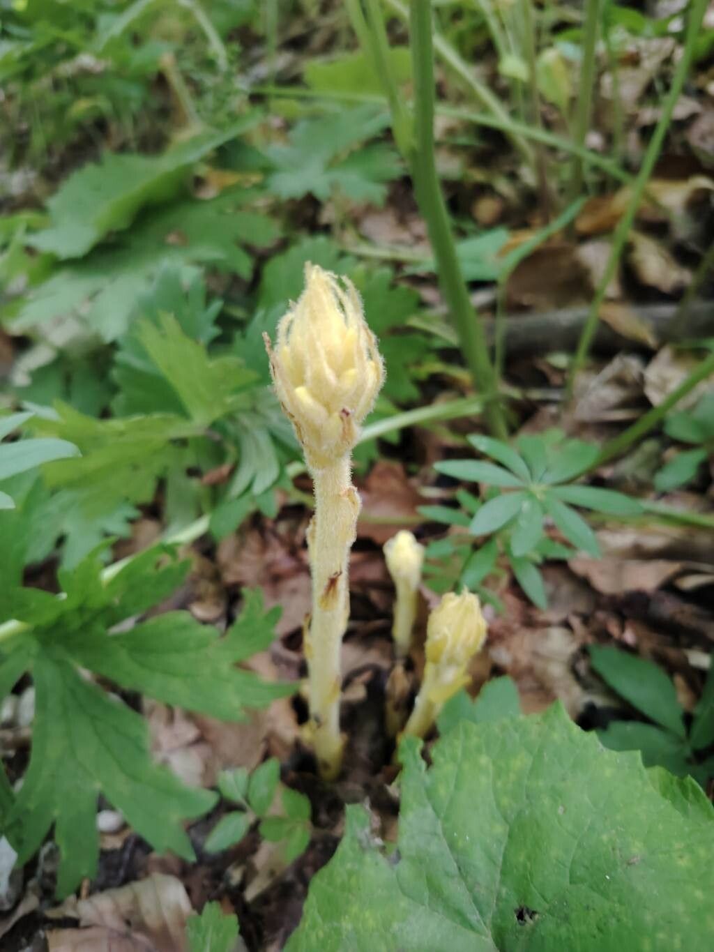 Orobanche lycoctoni — houseplant care guide