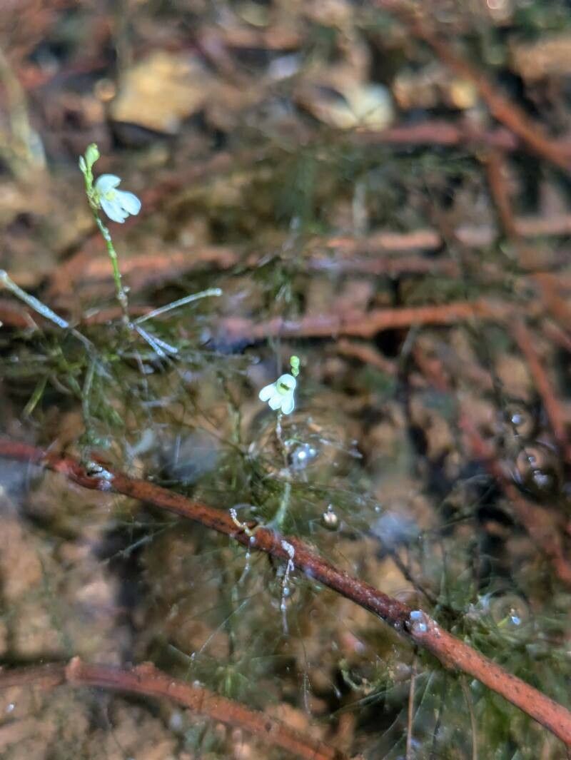 Utricularia neottioides — search result for 'Utricularia'