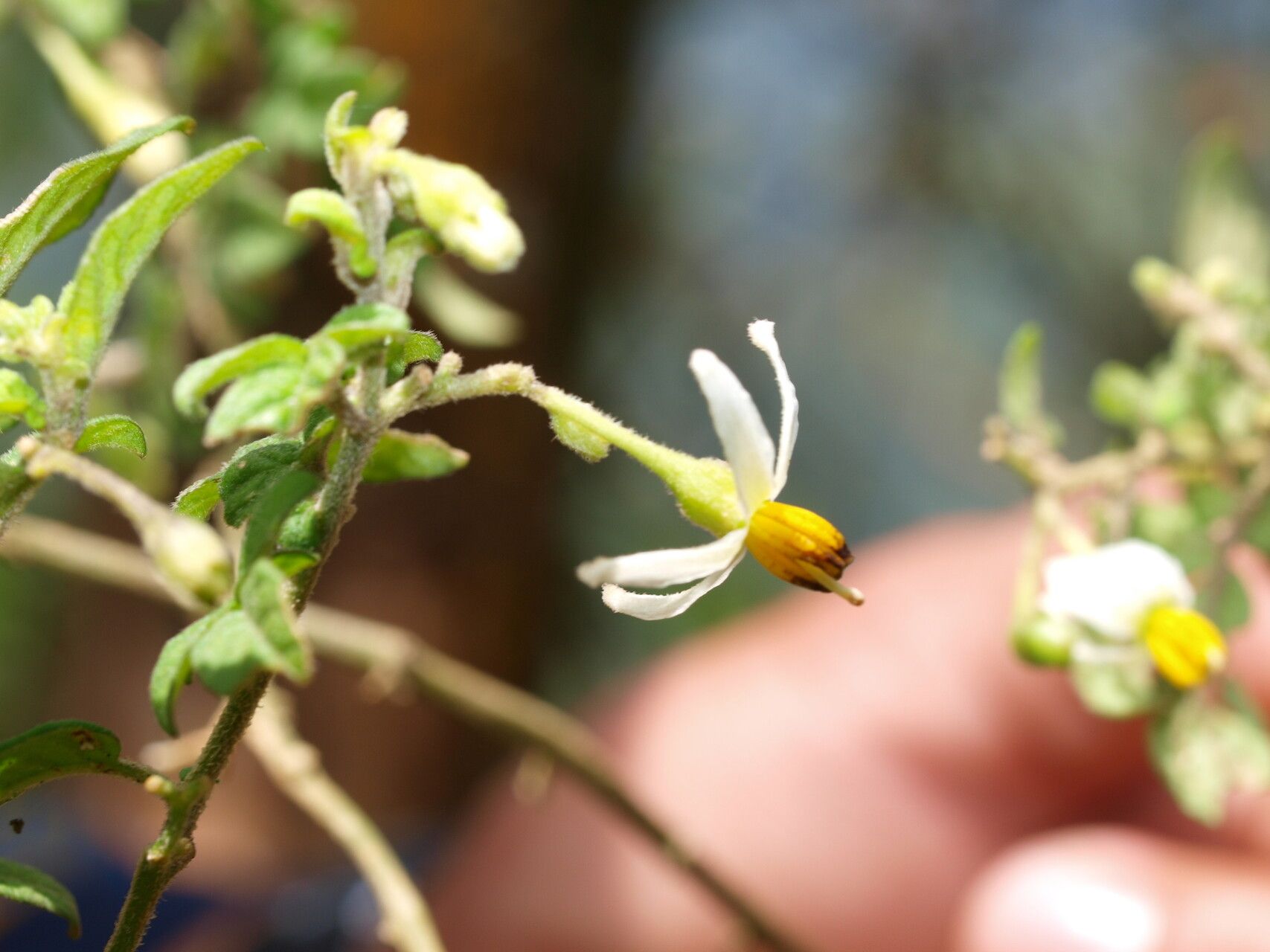 Solanum sodiroi flower