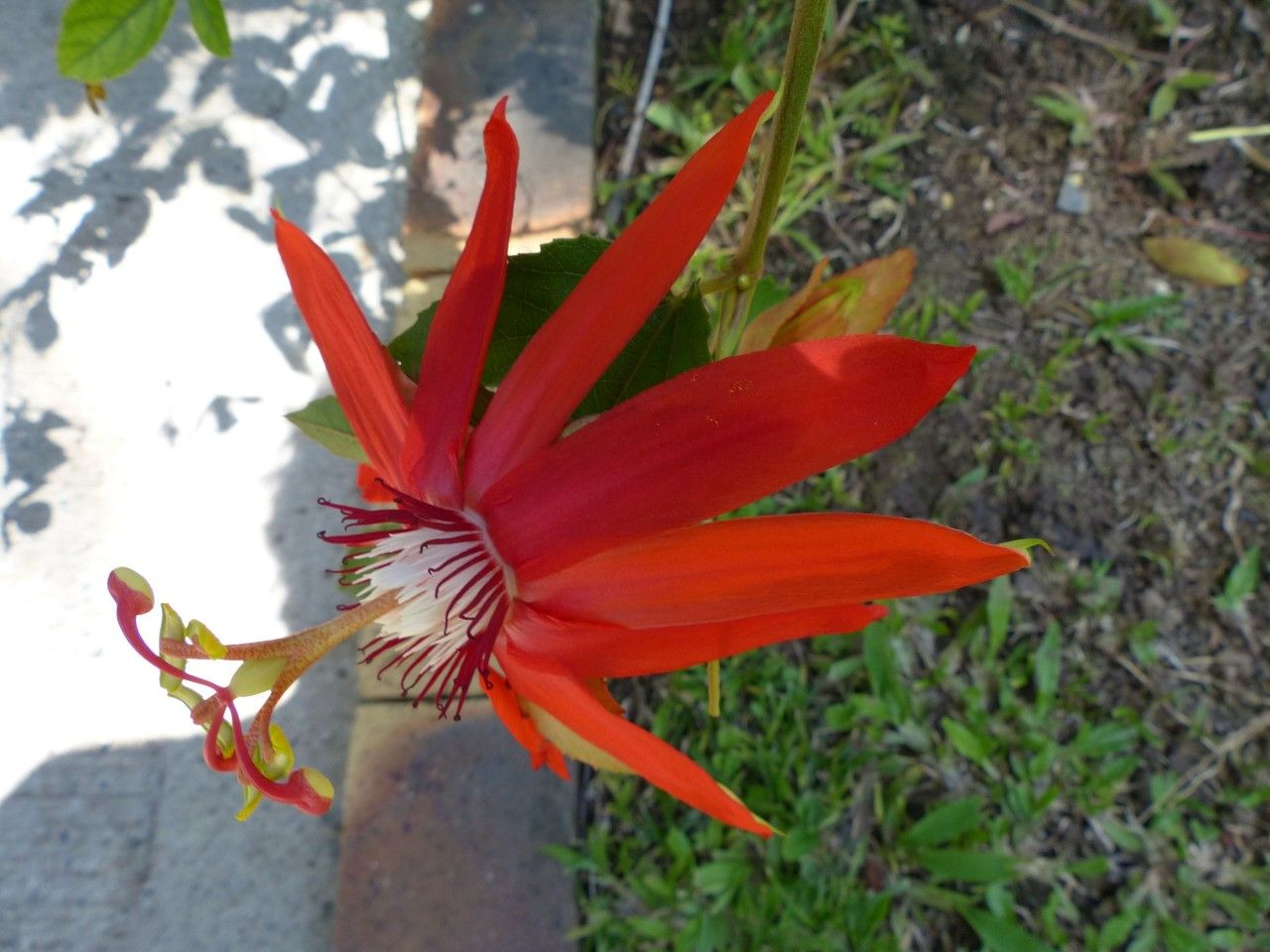 Passiflora coccinea flower