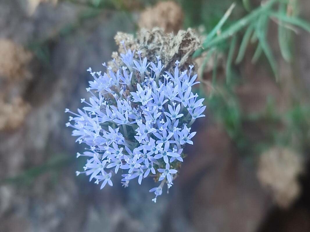 Feeria angustifolia flower