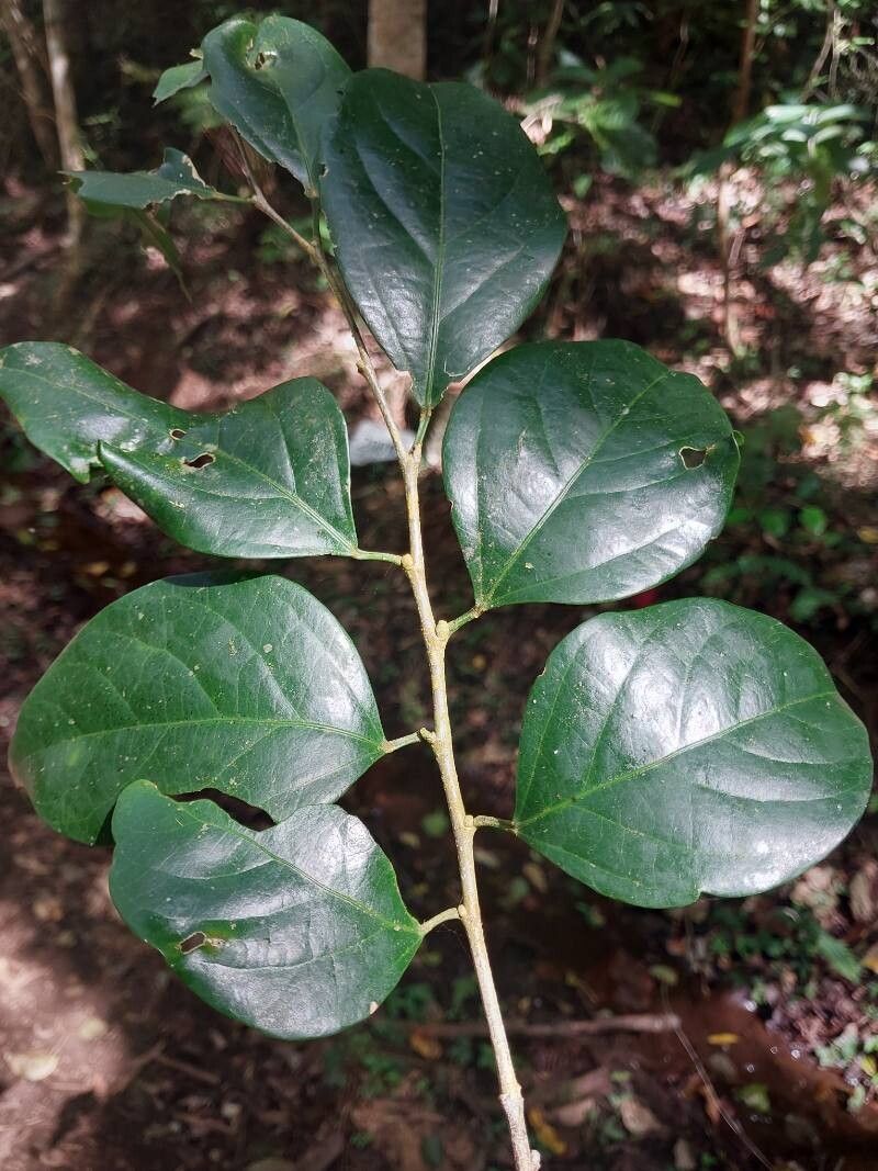 Casearia nigrescens other