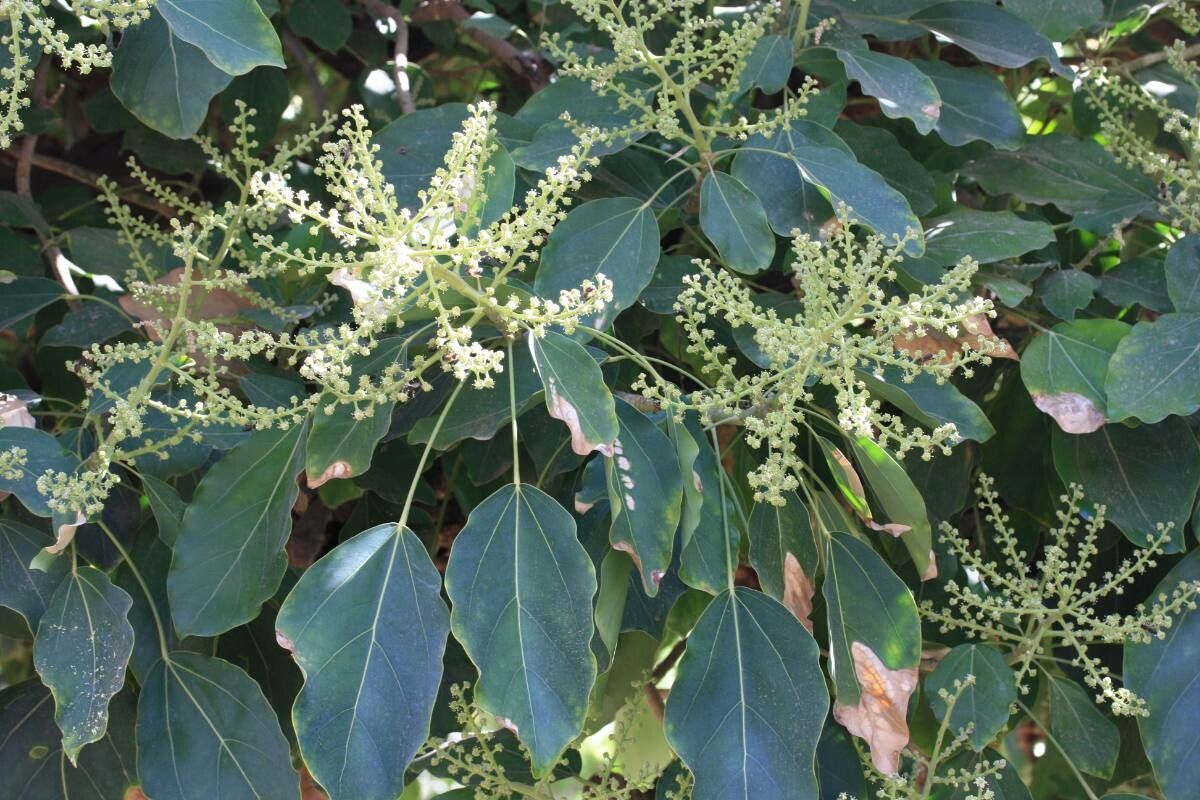 Oreopanax capitatus flower