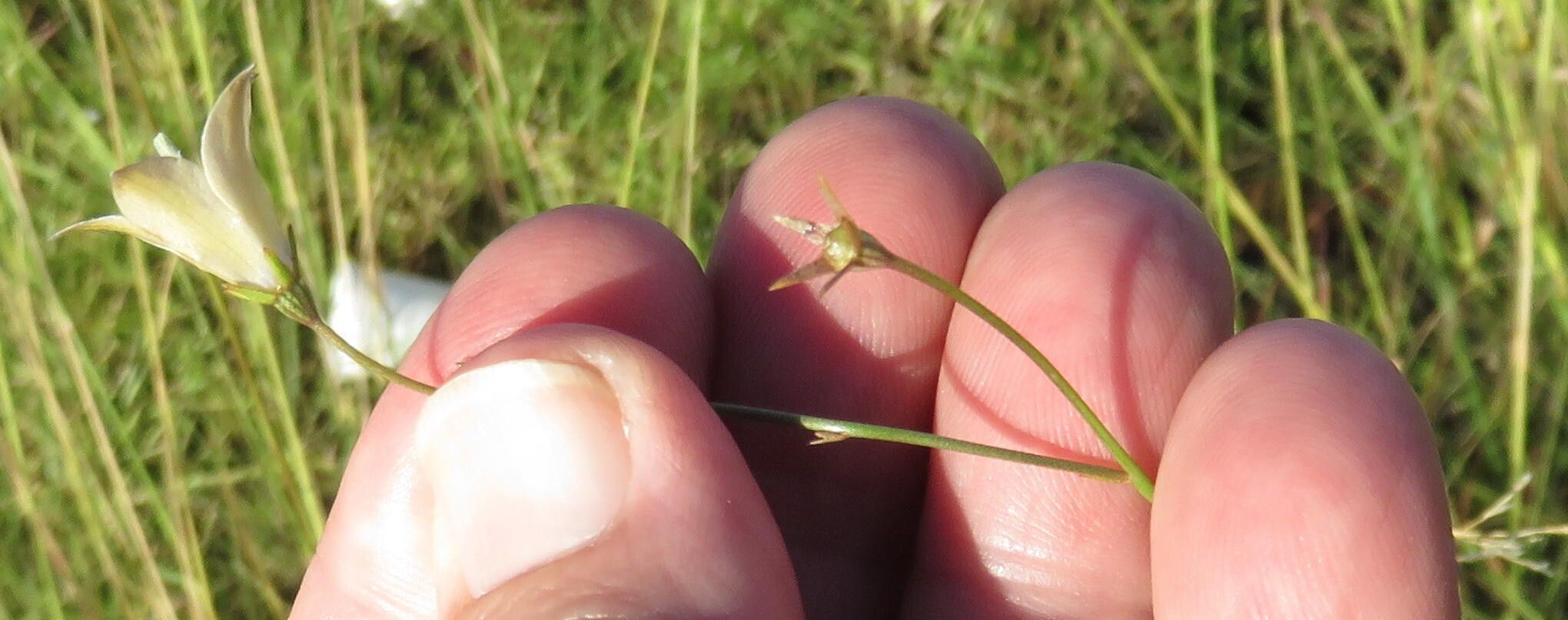 Wahlenbergia virgata — houseplant care guide