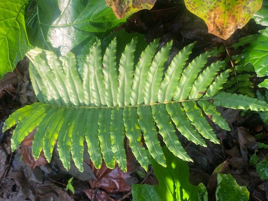 Blechnum cordatum — houseplant care guide