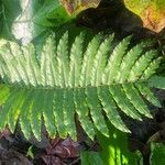 Blechnum cordatum