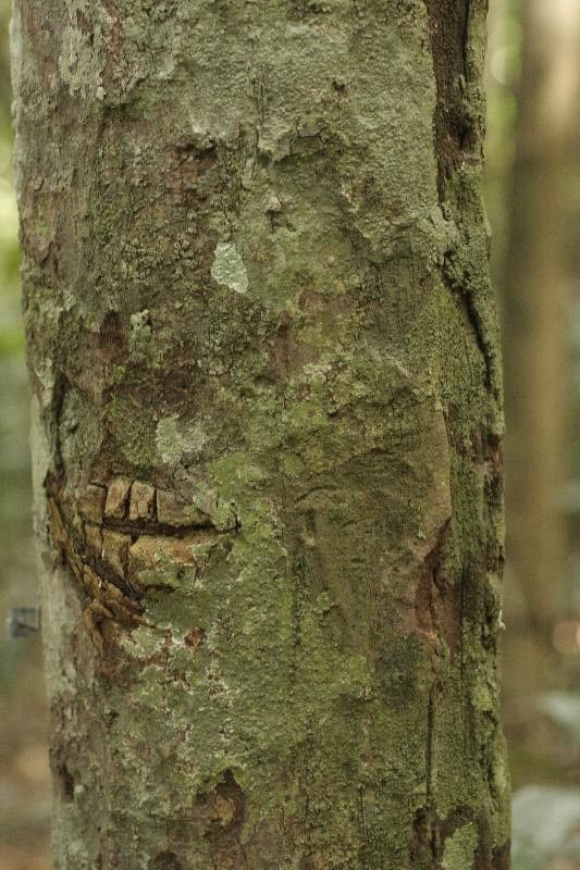 Chrysophyllum eximium bark