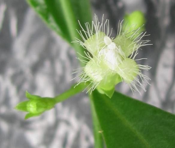 Manettia barbata flower