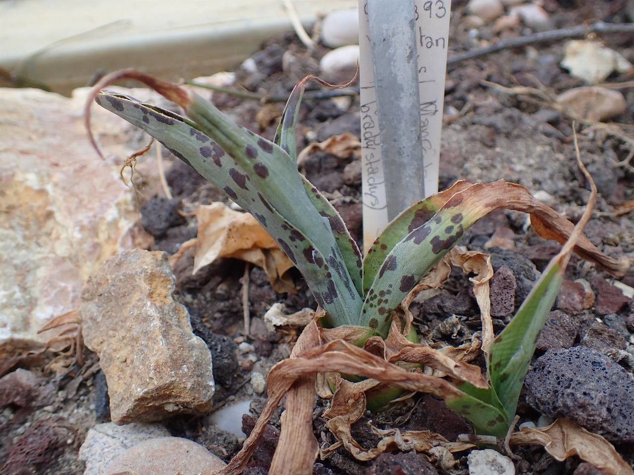 Agave scabra habit
