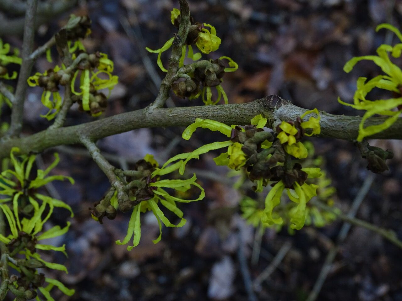 Hamamelis intermedia flower