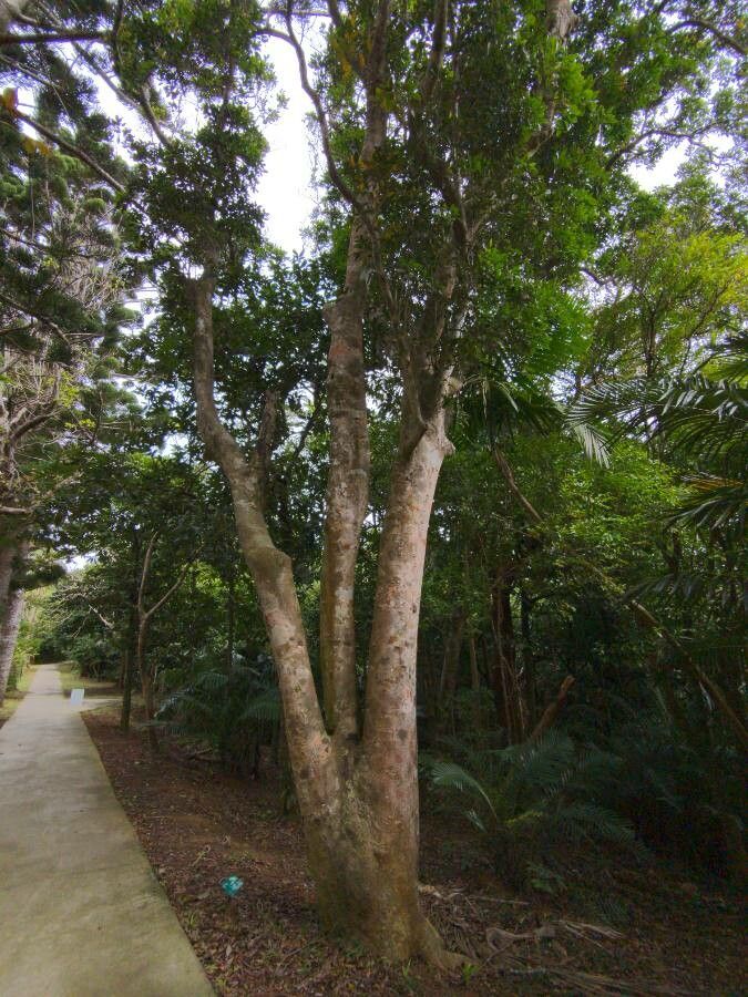 Beilschmiedia erythrophloia habit