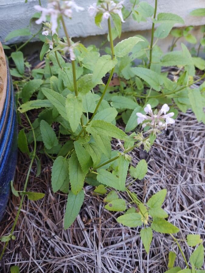 Stachys floridana habit