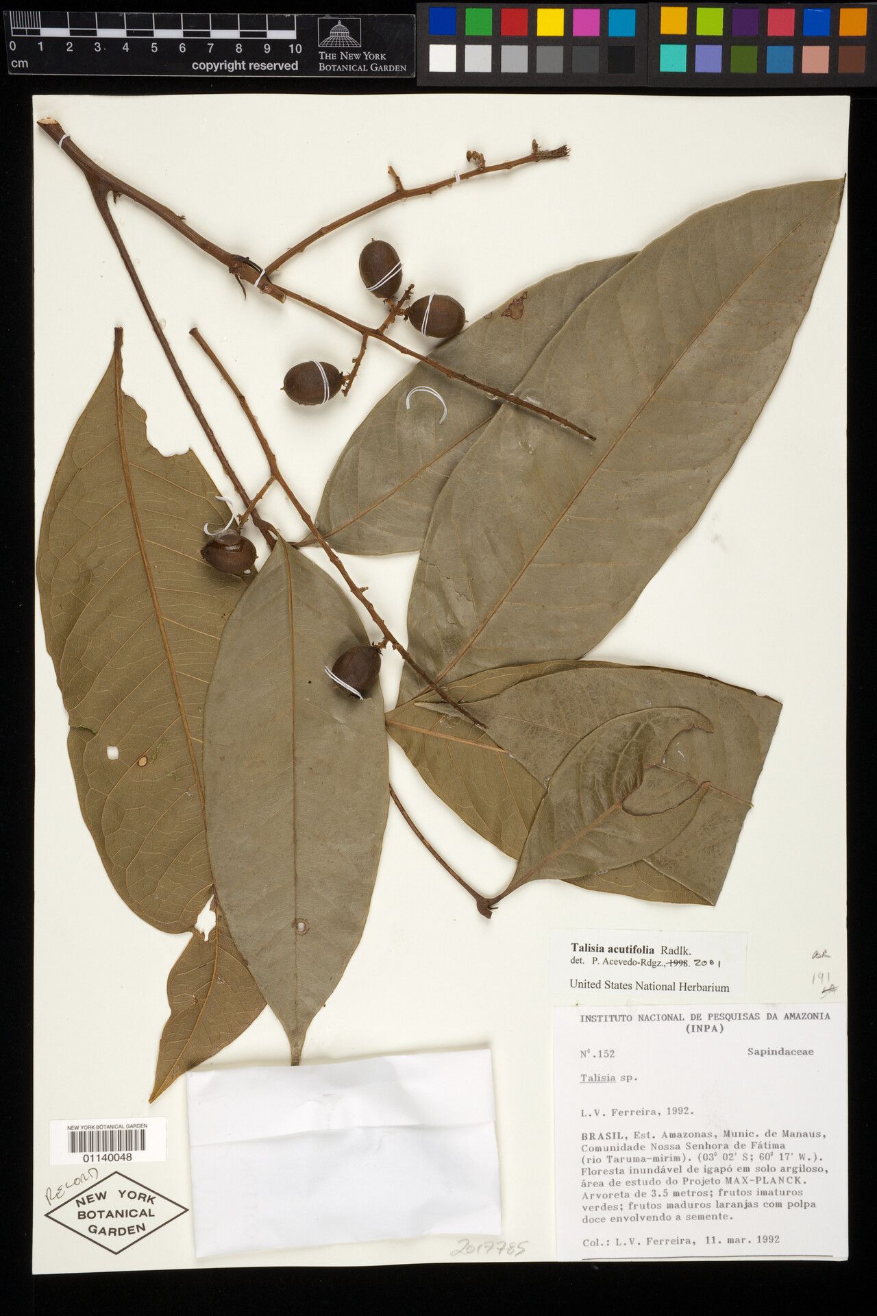 Talisia acutifolia fruit