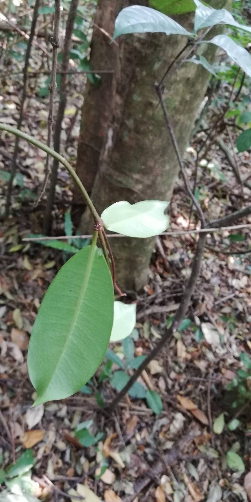Landolphia incerta leaf