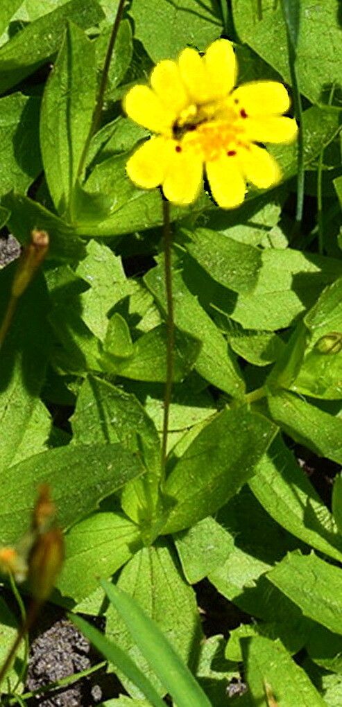 Erythranthe primuloides — houseplant care guide