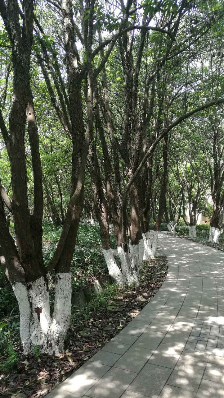 Photinia bodinieri habit