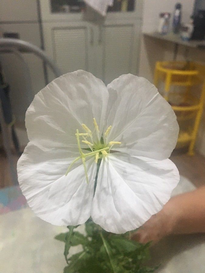 Oenothera albicaulis flower
