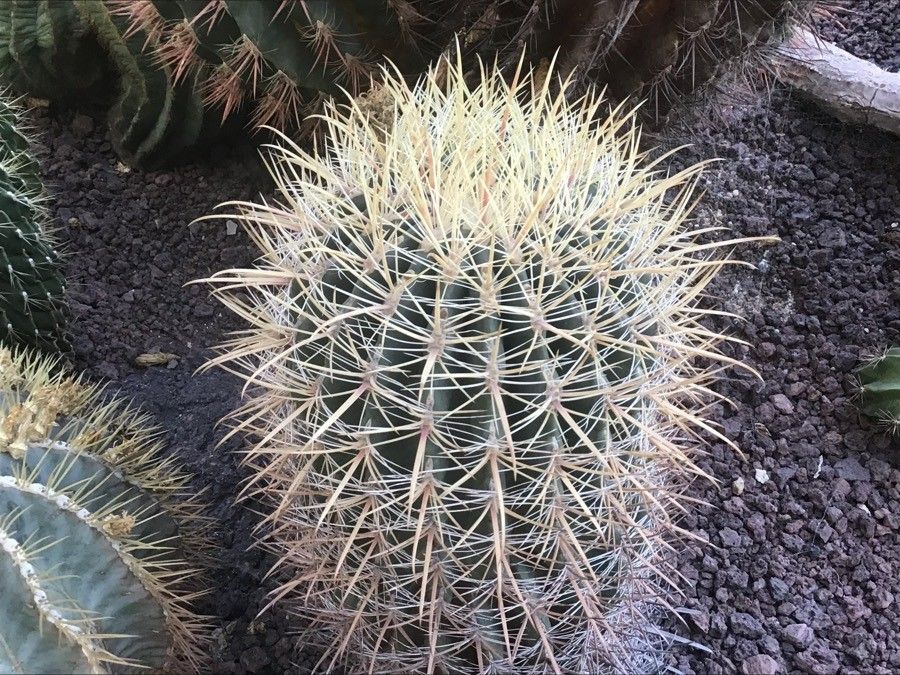 Ferocactus echidne leaf