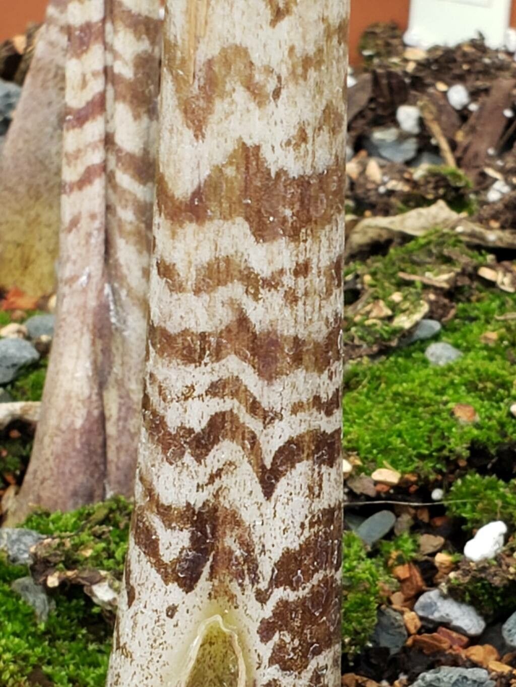 Gonatopus boivinii bark